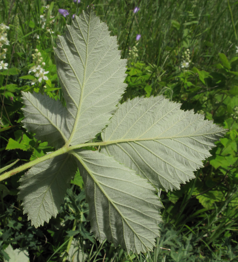 Image of Rubus canescens specimen.