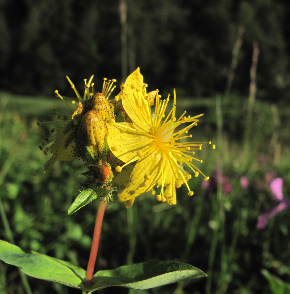 Image of Hypericum bithynicum specimen.