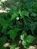 Geranium wilfordii