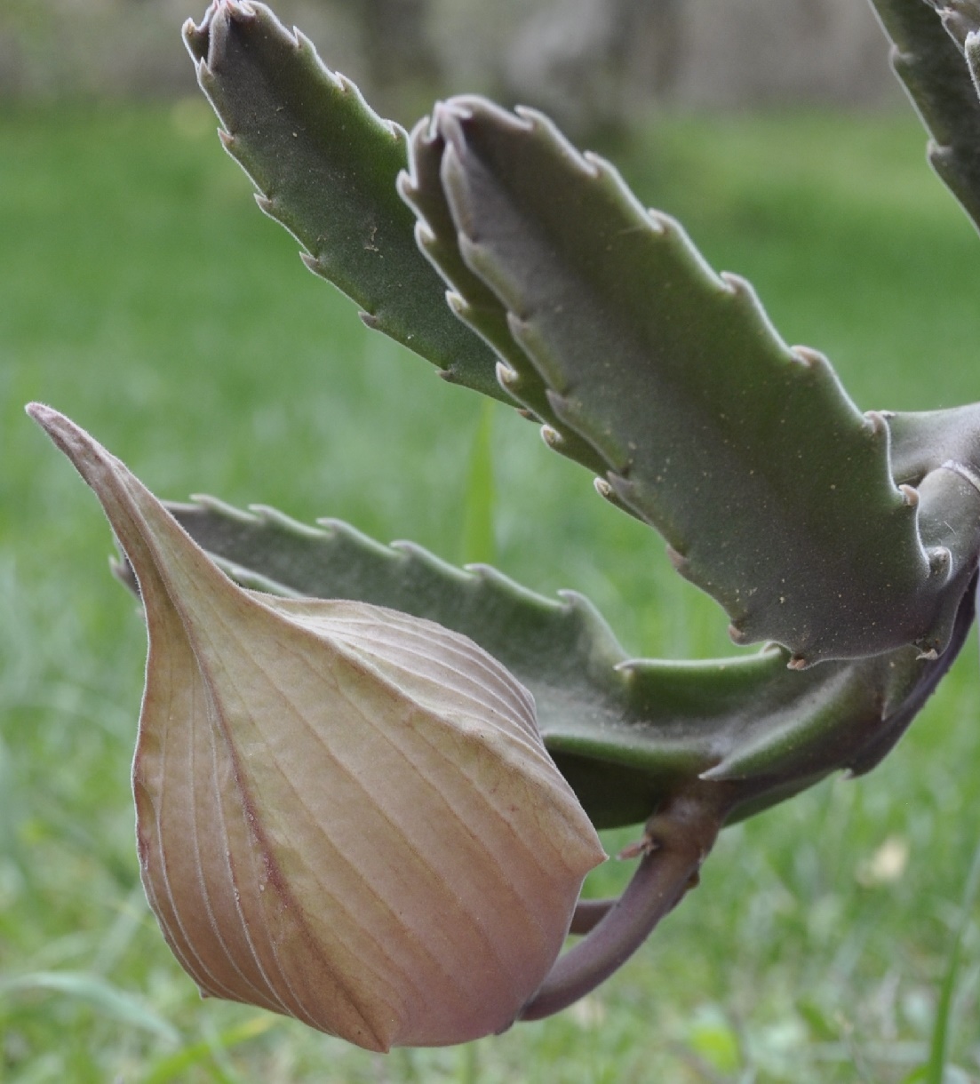 Image of Stapelia gigantea specimen.