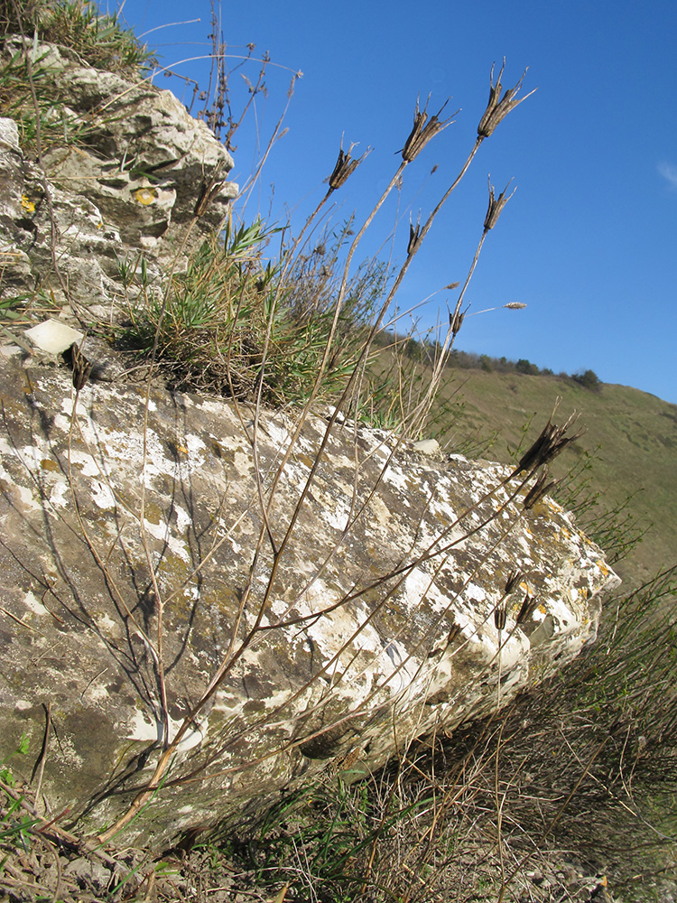 Image of Nigella arvensis specimen.