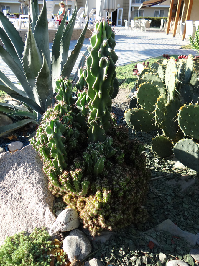 Изображение особи Cereus peruvianus var. monstrosus.