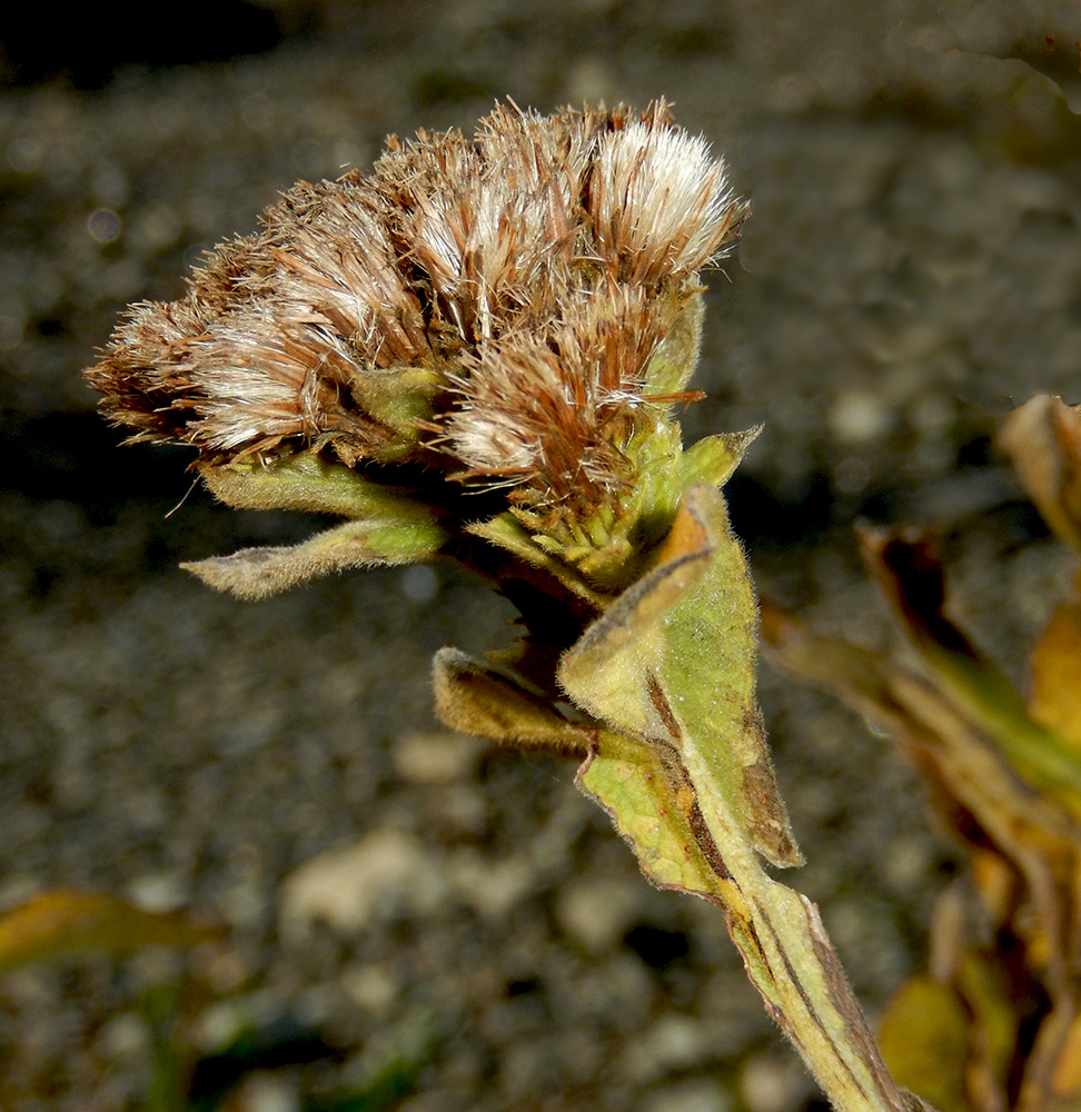 Изображение особи Inula thapsoides.