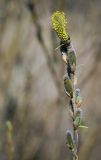 Salix cinerea. Верхушка зацветающего побега. Пермский край, Добрянский р-н, берег реки. 04.05.2016.