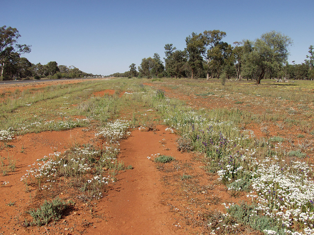 Image of Rhodanthe floribunda specimen.