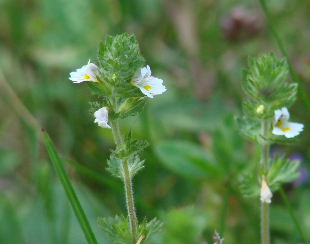 Image of Euphrasia hirtella specimen.