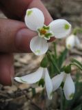 Galanthus caucasicus. Цветок с аномальной окраской венчика. Ставропольский край, окр. Ставрополя, Русский лес. 24.03.2010.