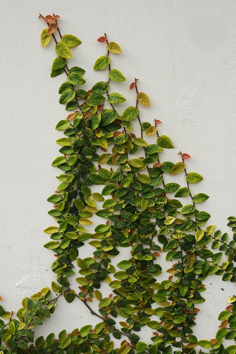 Image of Ficus pumila specimen.