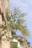 Zygophyllum fabago. Растение с созревающими плодами. Крым, мыс Фиолент, на стене. 20 августа 2015 г.