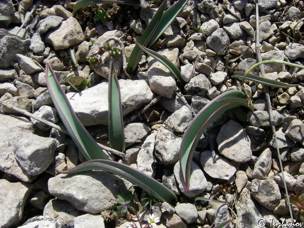 Изображение особи Tulipa sylvestris.