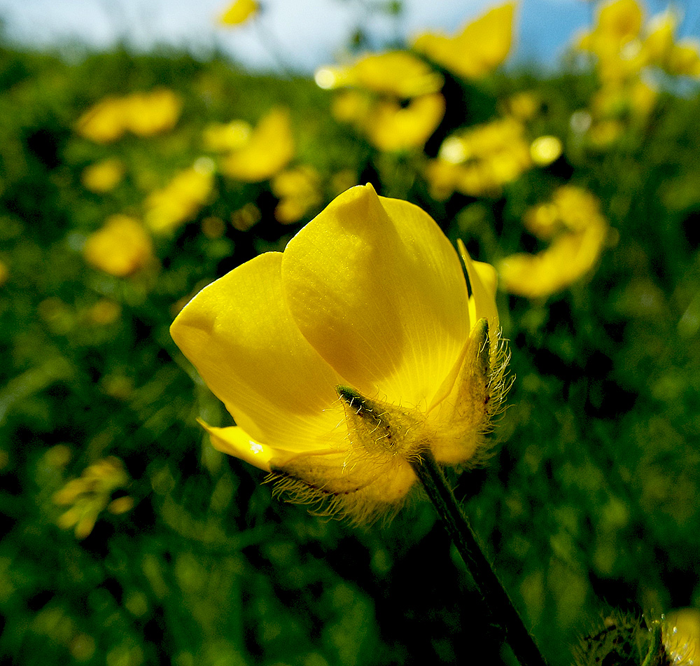 Изображение особи Ranunculus meyerianus.