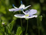 Veronica filiformis. Цветки и бутон. Москва, Воронцовский парк, лужайка в дубовой роще. 15.05.2017.