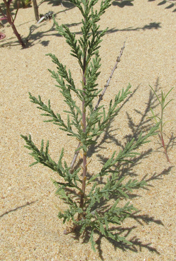 Image of Tamarix ramosissima specimen.