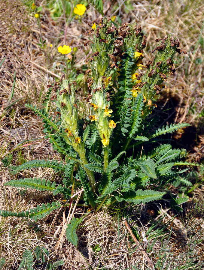 Image of Pedicularis oederi specimen.