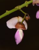 Pongamia pinnata