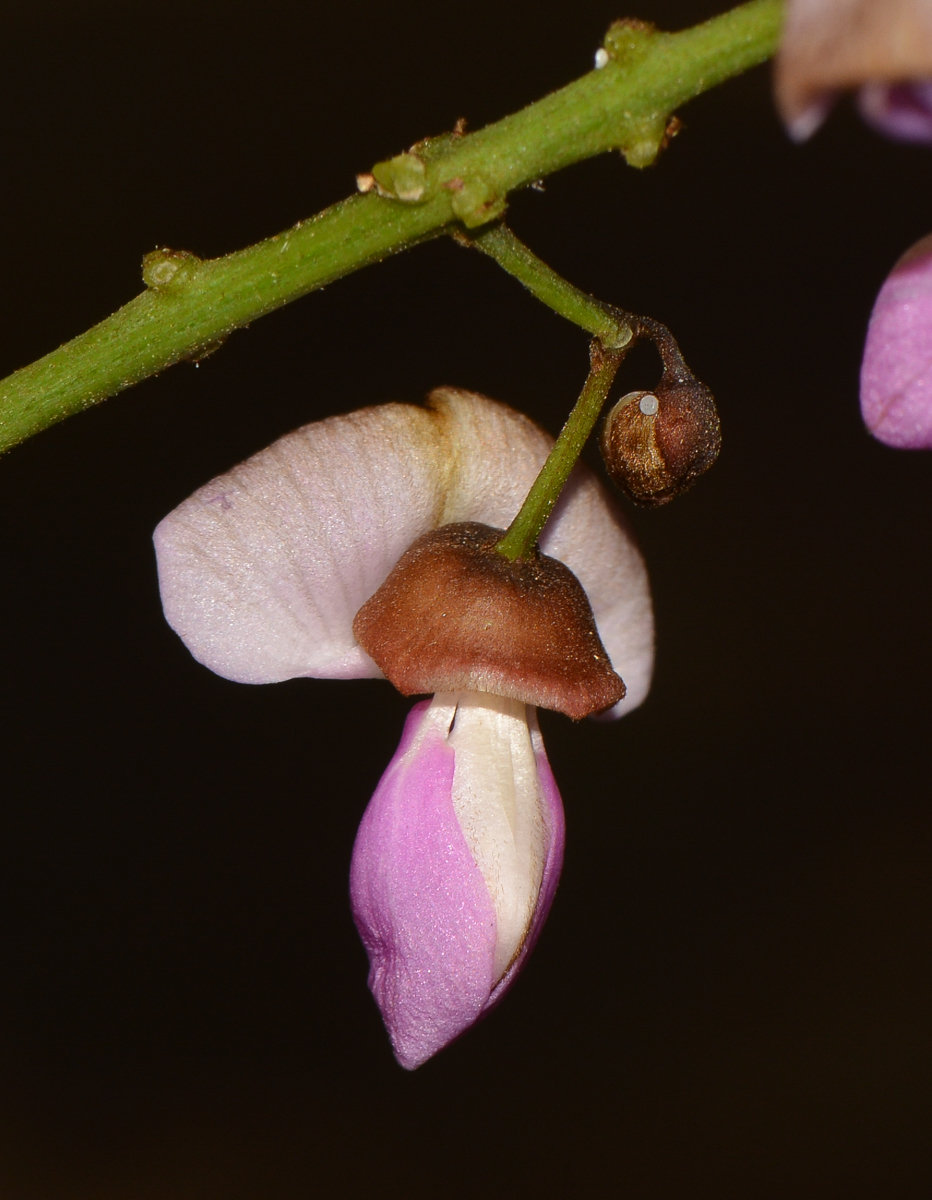 Image of Pongamia pinnata specimen.