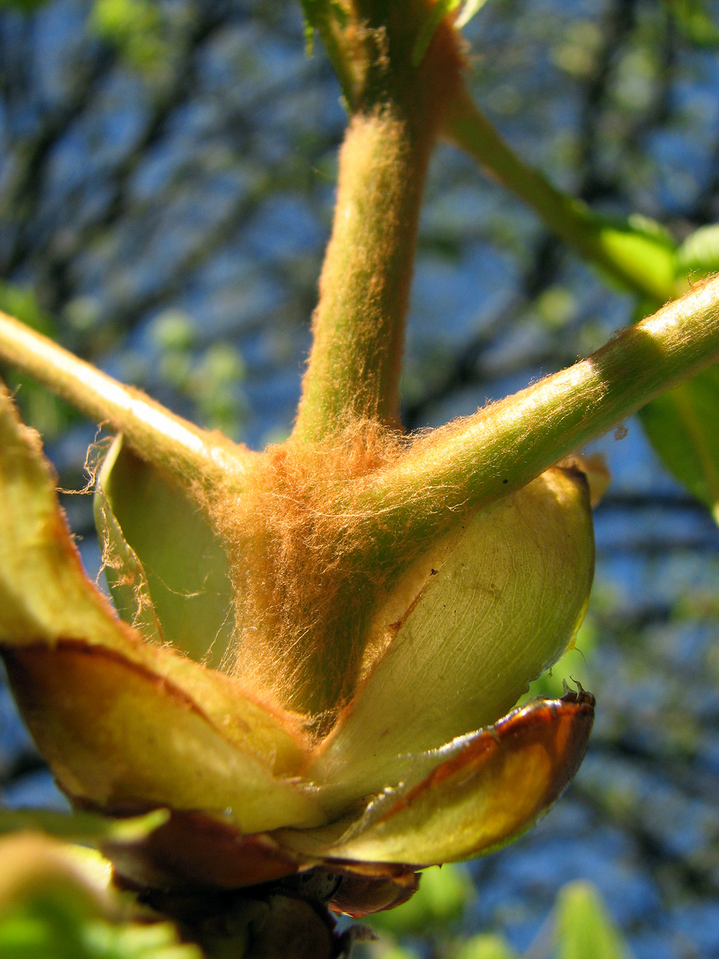 Изображение особи Aesculus hippocastanum.