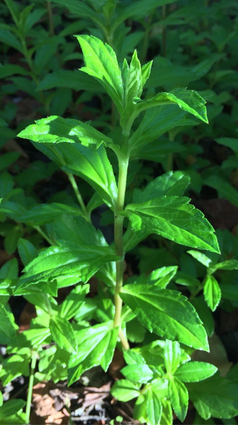 Image of Melanthera biflora specimen.