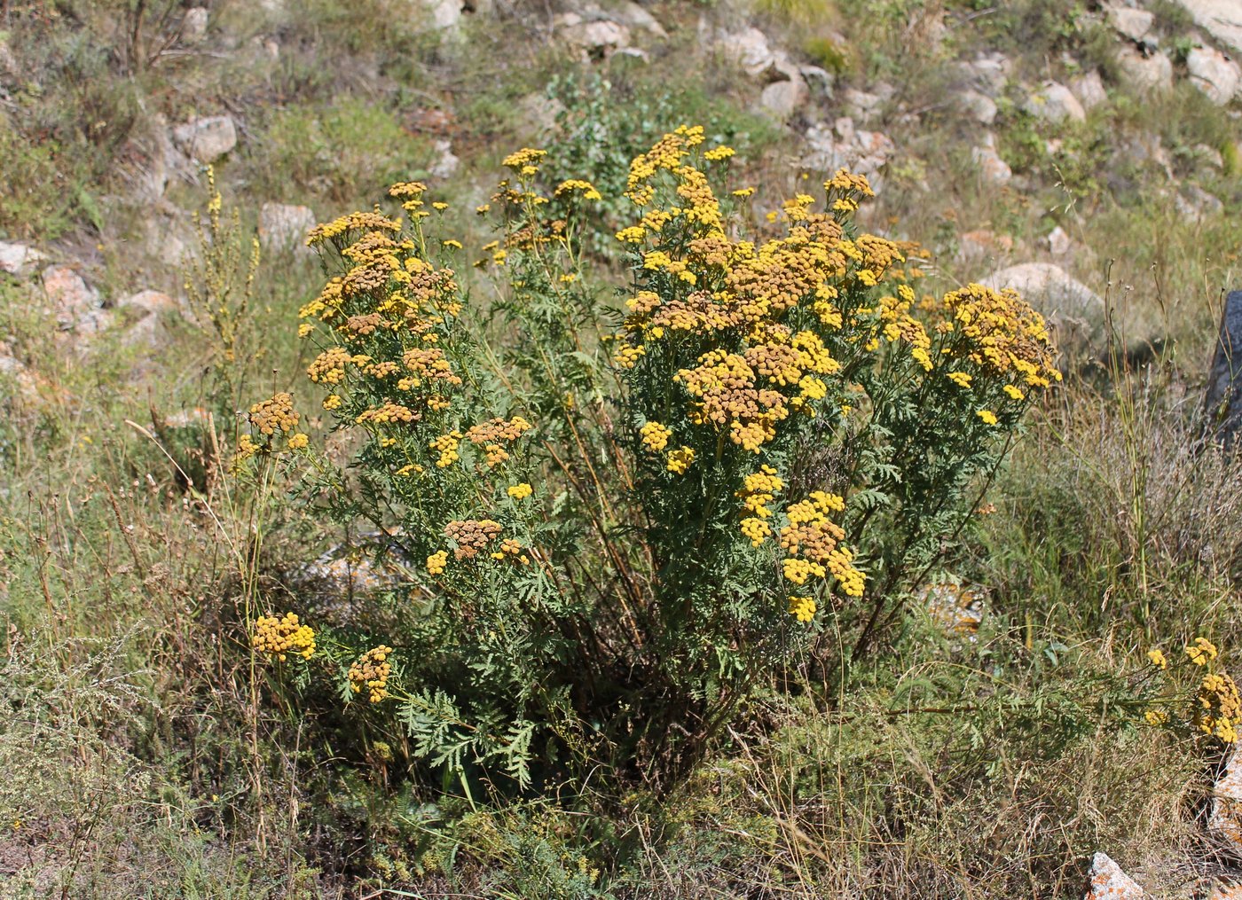 Image of Tanacetum vulgare specimen.