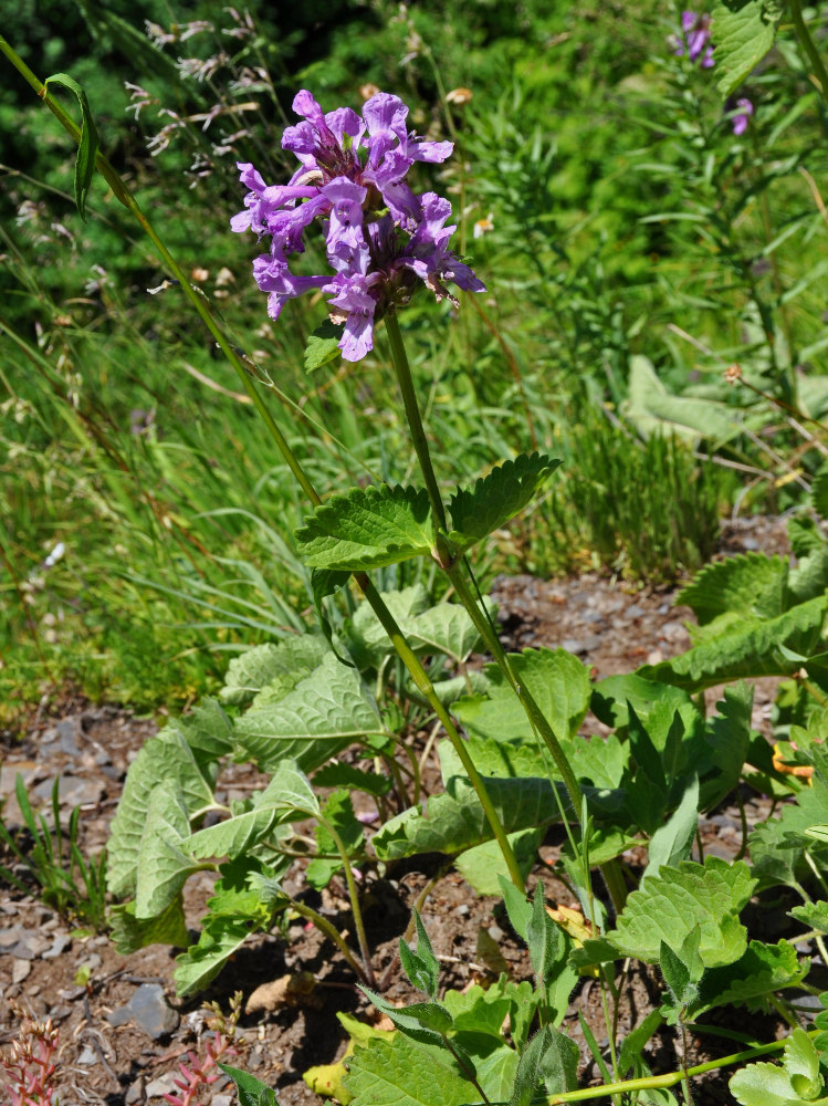 Image of Betonica macrantha specimen.