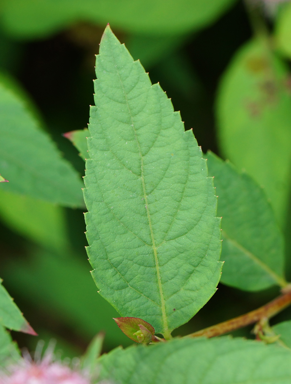 Image of Spiraea japonica specimen.