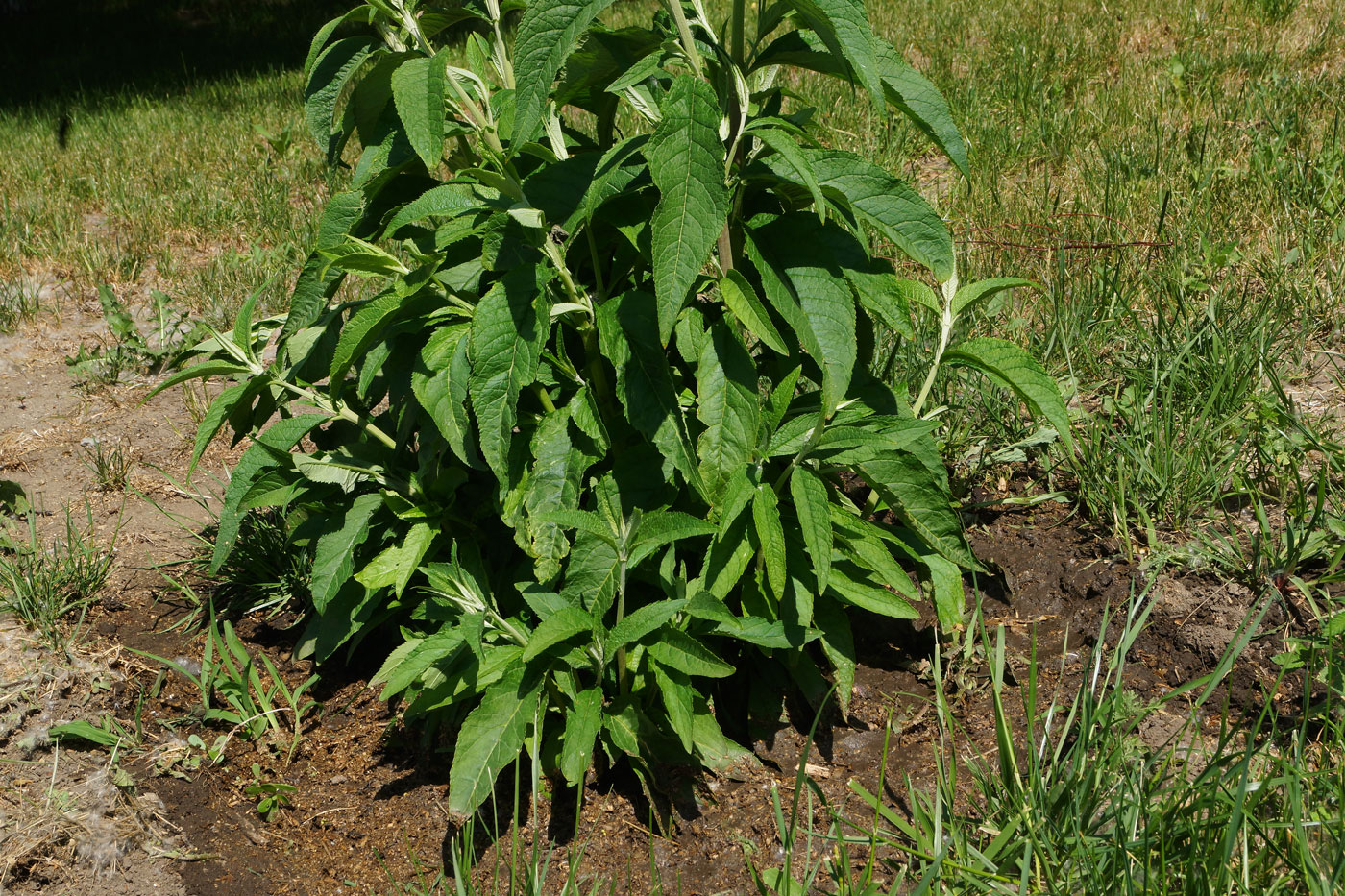 Image of Buddleja davidii specimen.