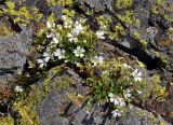 Cerastium polymorphum. Цветущие растения. Абхазия, Рицинский реликтовый национальный парк, гора Чха, ≈ 2500 м н.у.м., каменистый склон. 15.07.2017.