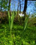Stellaria holostea. Побеги с бутонами и цветком. Чувашия, окрестности г. Шумерля, за Низким полем. 3 мая 2008 г.