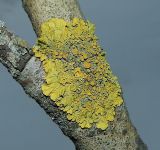 Xanthoria parietina. Таллом с апотециями на ветви Alnus glutinosa. Подмосковье, окр. г. Одинцово, опушка смешанного леса. Март 2018 г.