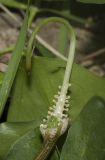 Arisarum vulgare. Соцветие (покрывало удалено). Израиль, Шарон, пос. Кфар Монаш, ботанический сад \"Хават Ганой\". 31.01.2018.