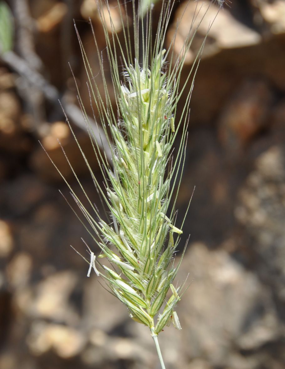 Image of Dasypyrum villosum specimen.