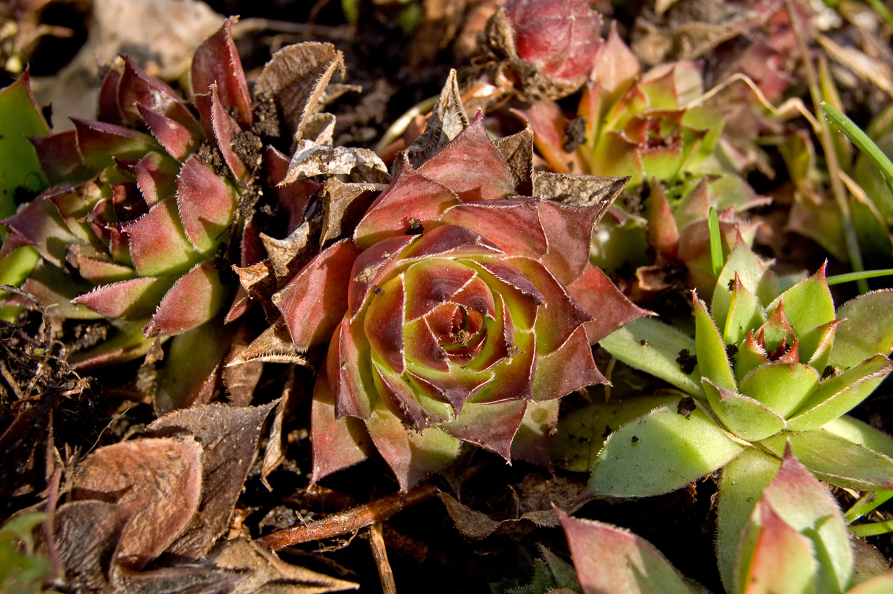 Изображение особи род Sempervivum.