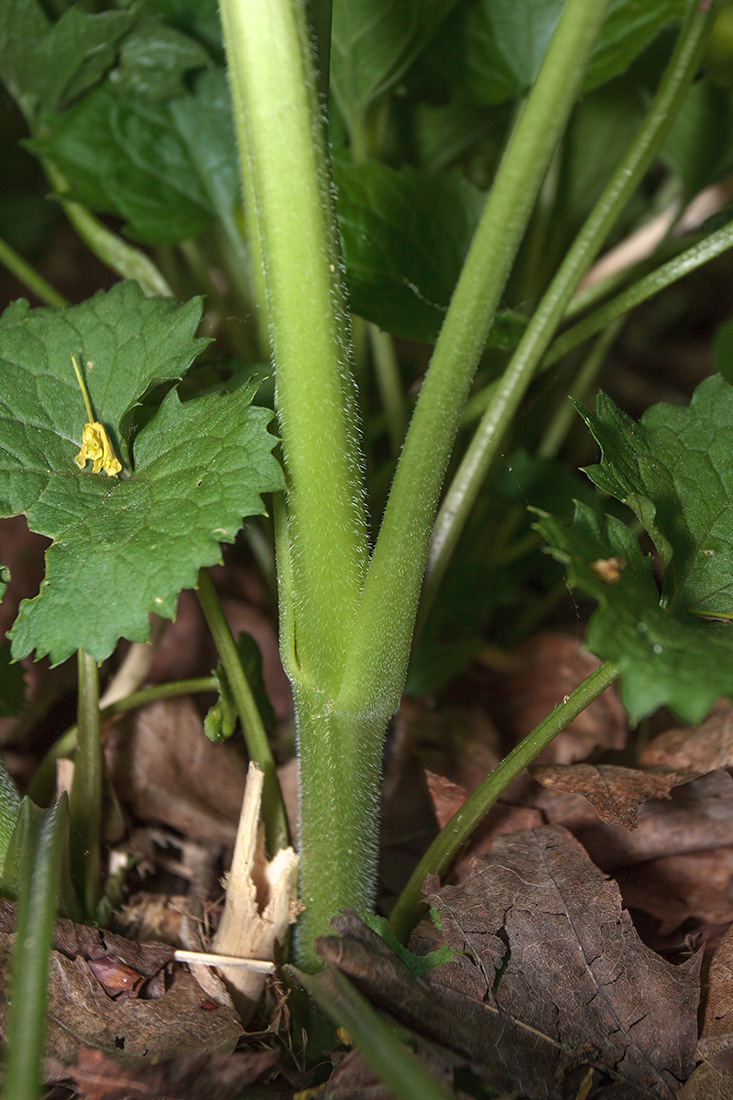 Image of Lunaria rediviva specimen.