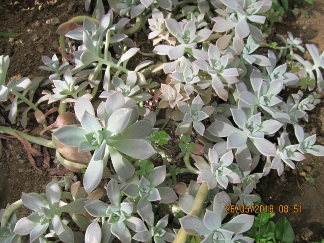 Image of genus Graptopetalum specimen.