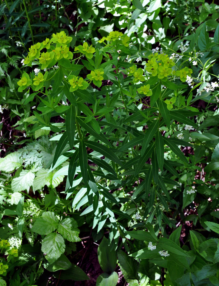 Изображение особи Euphorbia semivillosa.