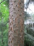 Pinus ponderosa. Часть ствола. Подмосковье, в культуре. 30 июня 2018 г.
