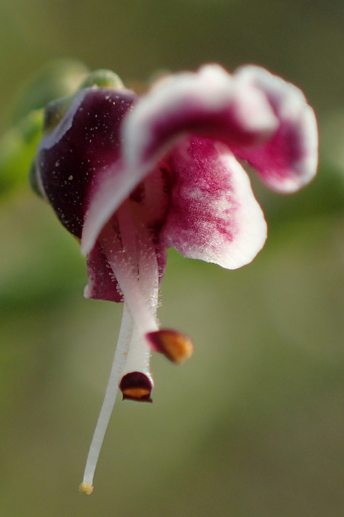 Изображение особи Scrophularia bicolor.