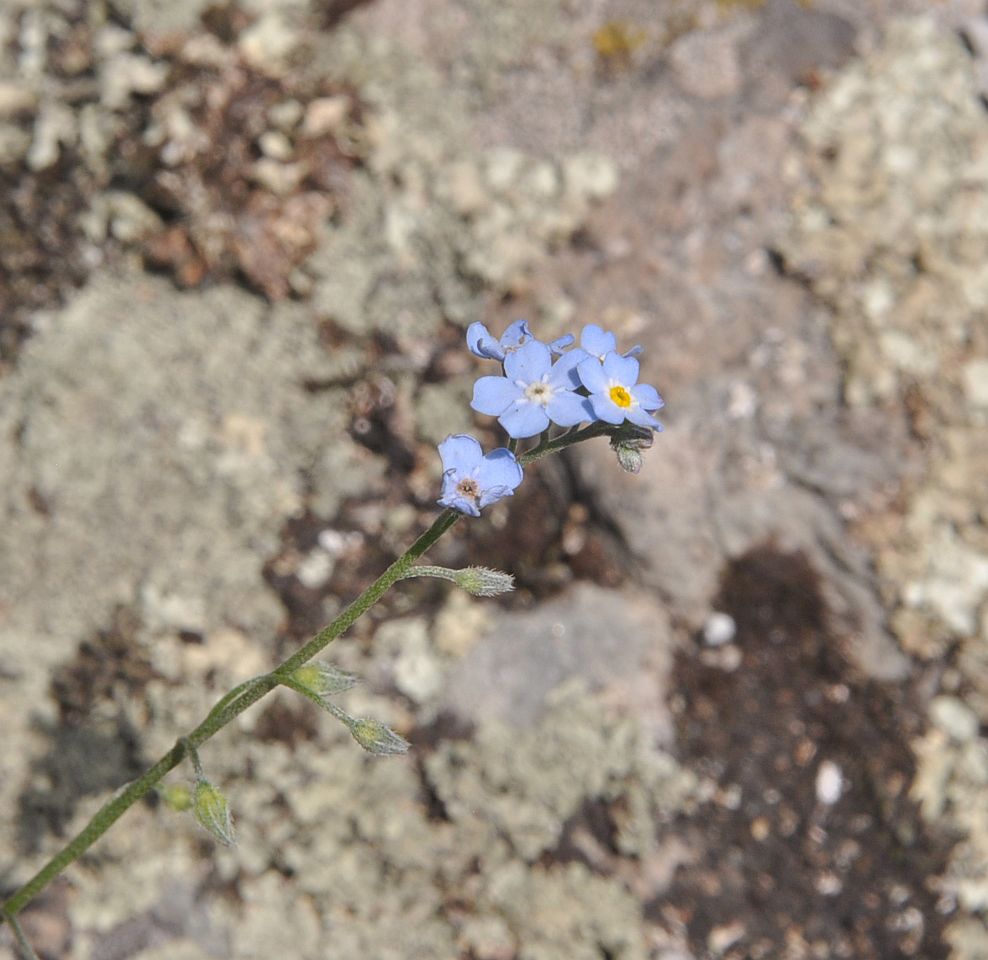 Image of genus Myosotis specimen.