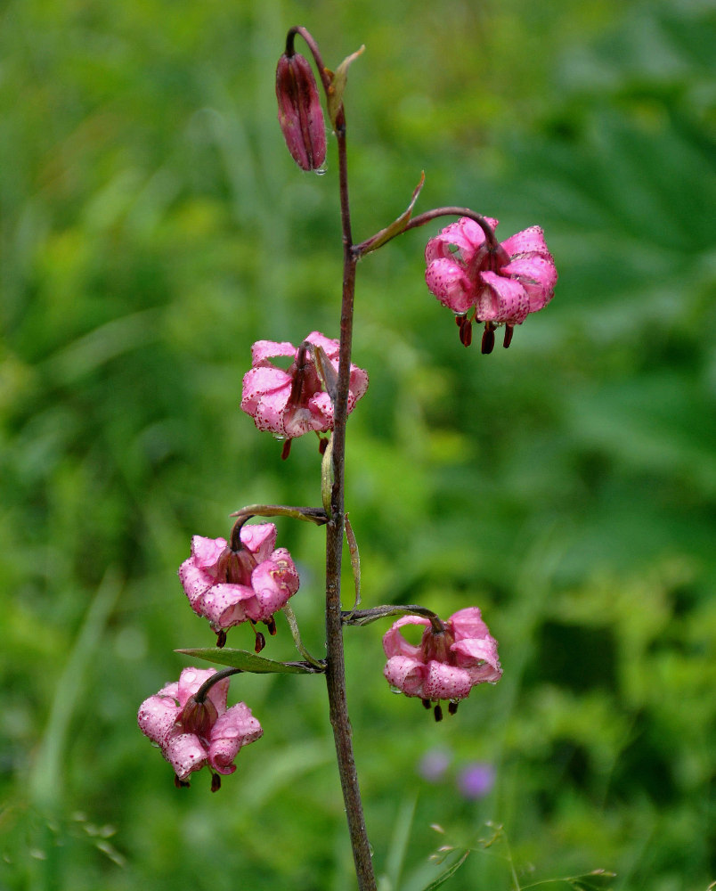 Image of Lilium pilosiusculum specimen.