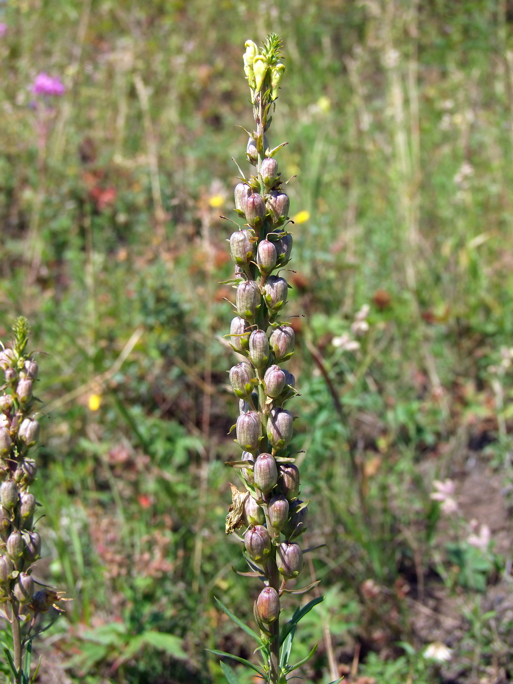 Изображение особи Linaria vulgaris.