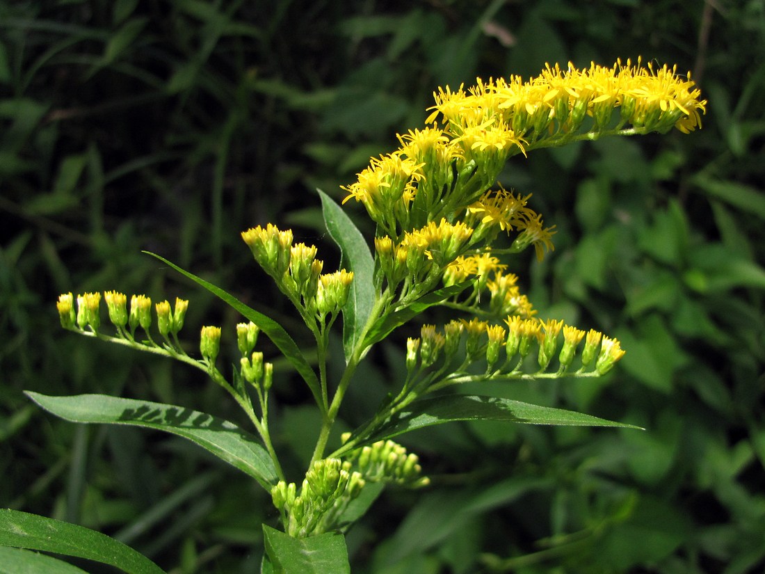 Image of Solidago gigantea specimen.