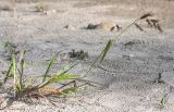 Echinochloa crus-galli. Цветущее растение. Краснодарский край, г. Апшеронск, пойма р. Пшеха, заиленный песчаный пляж. 10.08.2019.