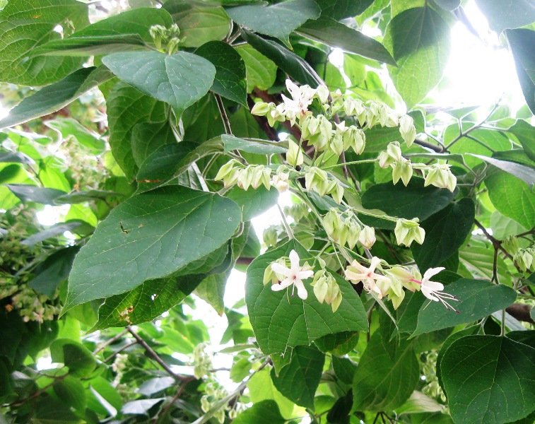 Image of Clerodendrum trichotomum specimen.