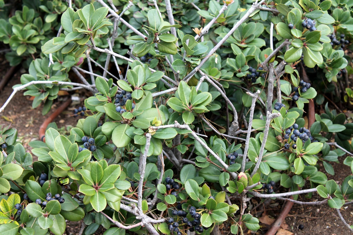 Изображение особи Rhaphiolepis umbellata.