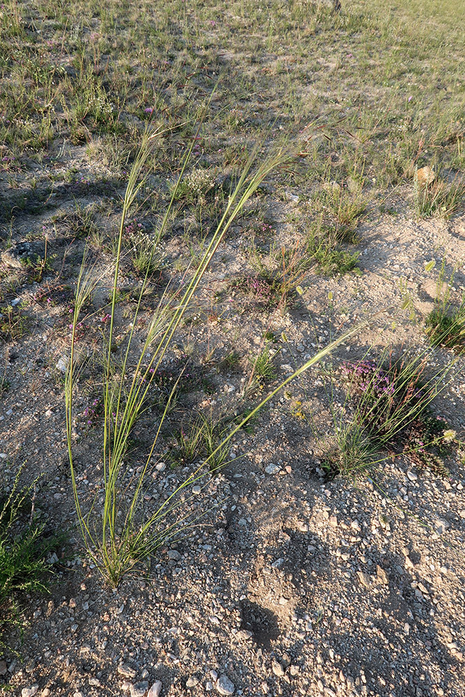 Изображение особи род Stipa.