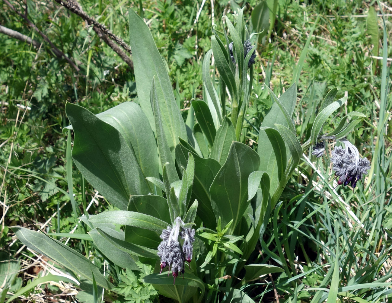 Image of Lindelofia stylosa specimen.