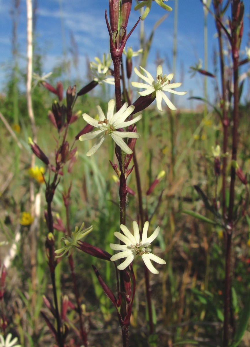 Image of Silene tatarica specimen.