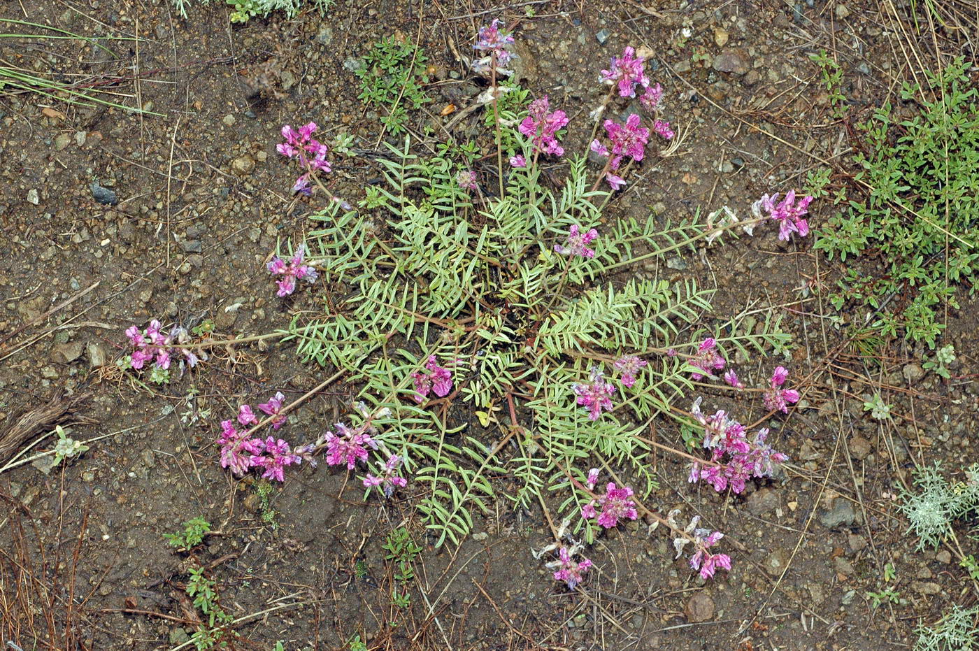 Image of Oxytropis floribunda specimen.