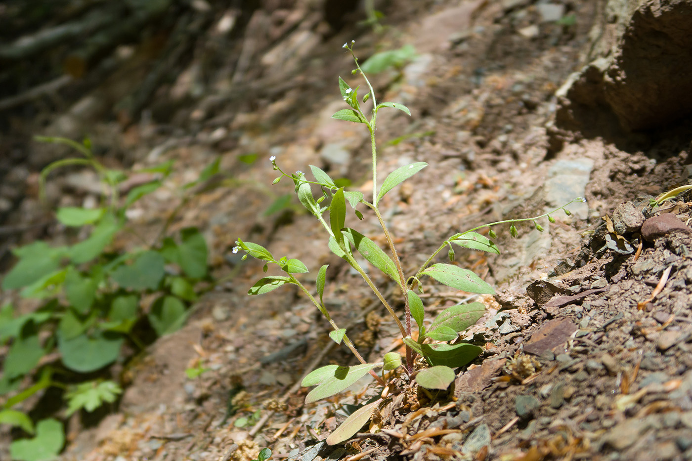 Image of Myosotis sparsiflora specimen.