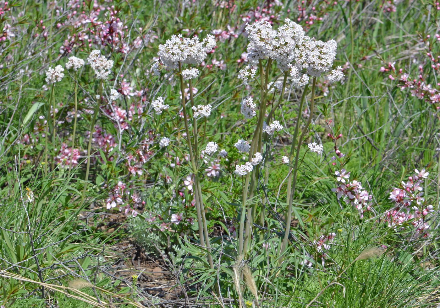 Image of Valeriana rossica specimen.